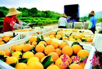 紅光橙  紅光橙特價(jià)出售   紅光橙供應(yīng)電話(huà)   廣東紅光橙出售電話(huà)