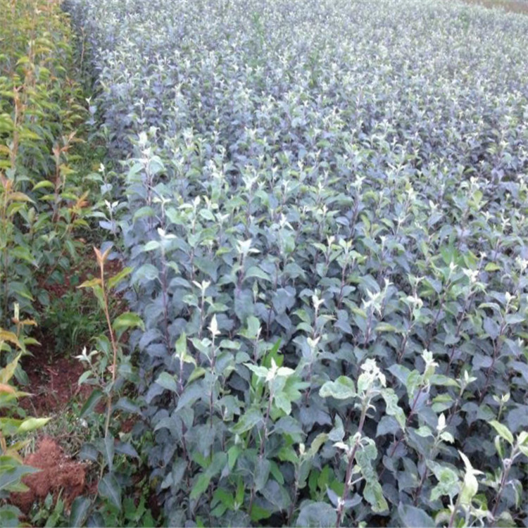 蘋果苗 柱狀蘋果苗紅富士蘋果 紅肉蘋果苗批發(fā)蘋果苗 草莓苗果樹苗