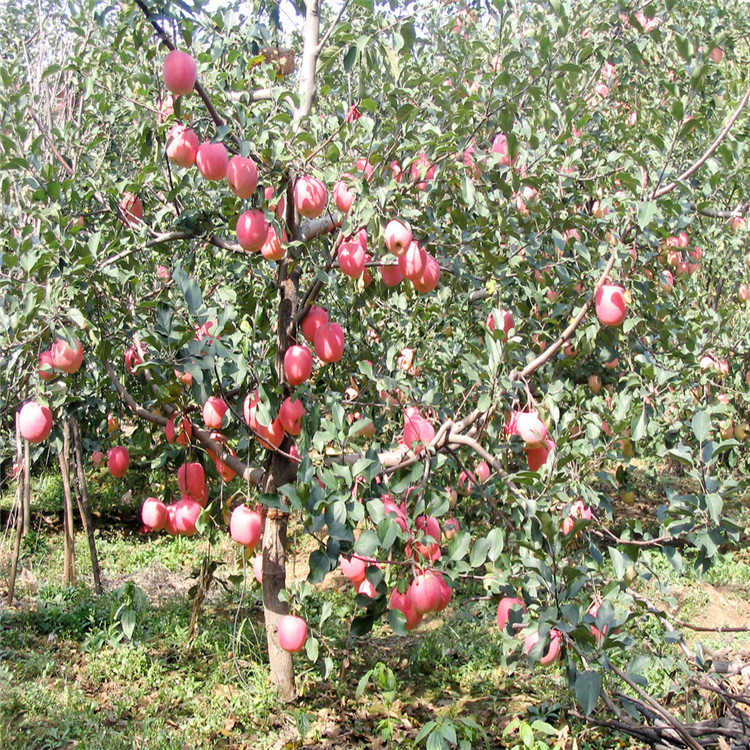 蘋果苗 柱狀蘋果苗紅富士蘋果 紅肉蘋果苗批發(fā)蘋果苗 草莓苗果樹苗