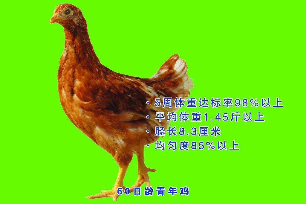 海蘭褐優(yōu)質(zhì)青年雞雛雞苗