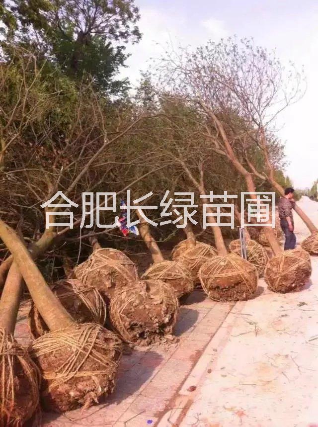 烏桕供應(yīng)商 烏桕米徑2-15公分價(jià)格 烏桕苗木種植基地