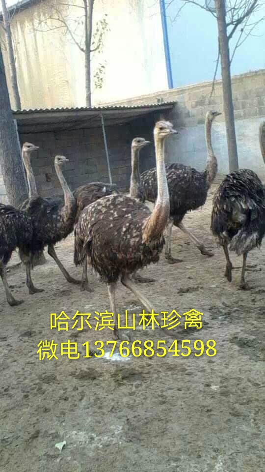 黑龍江鴕鳥-黑龍江鴕鳥養(yǎng)殖-佳木斯鴕鳥養(yǎng)殖場黑河鴕鳥養(yǎng)殖場