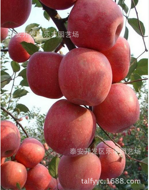 批發(fā)紅富士蘋果苗、優(yōu)質(zhì)紅富士蘋果苗、紅富士蘋果苗基地