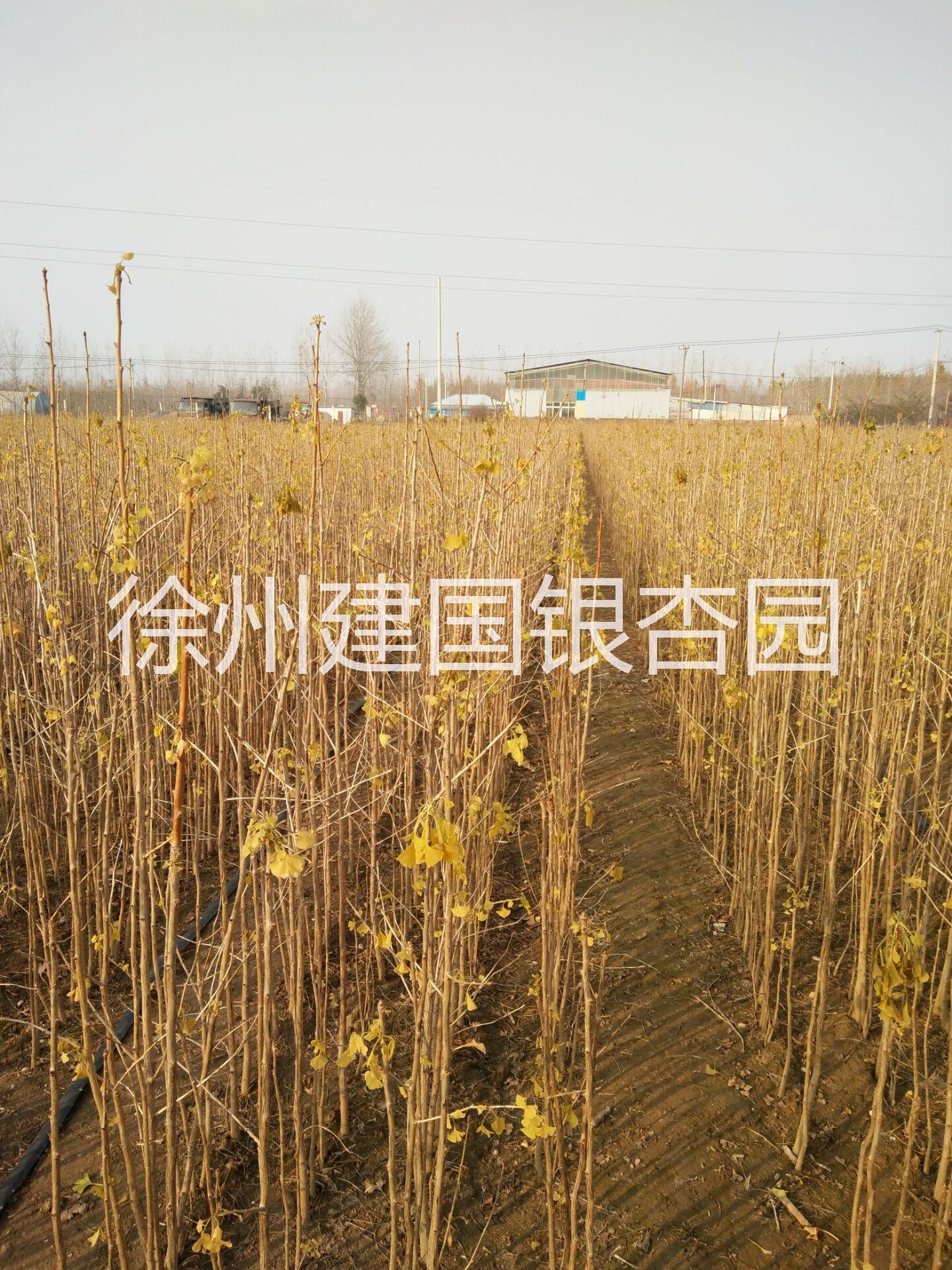 大量出售1.5米高銀杏小苗