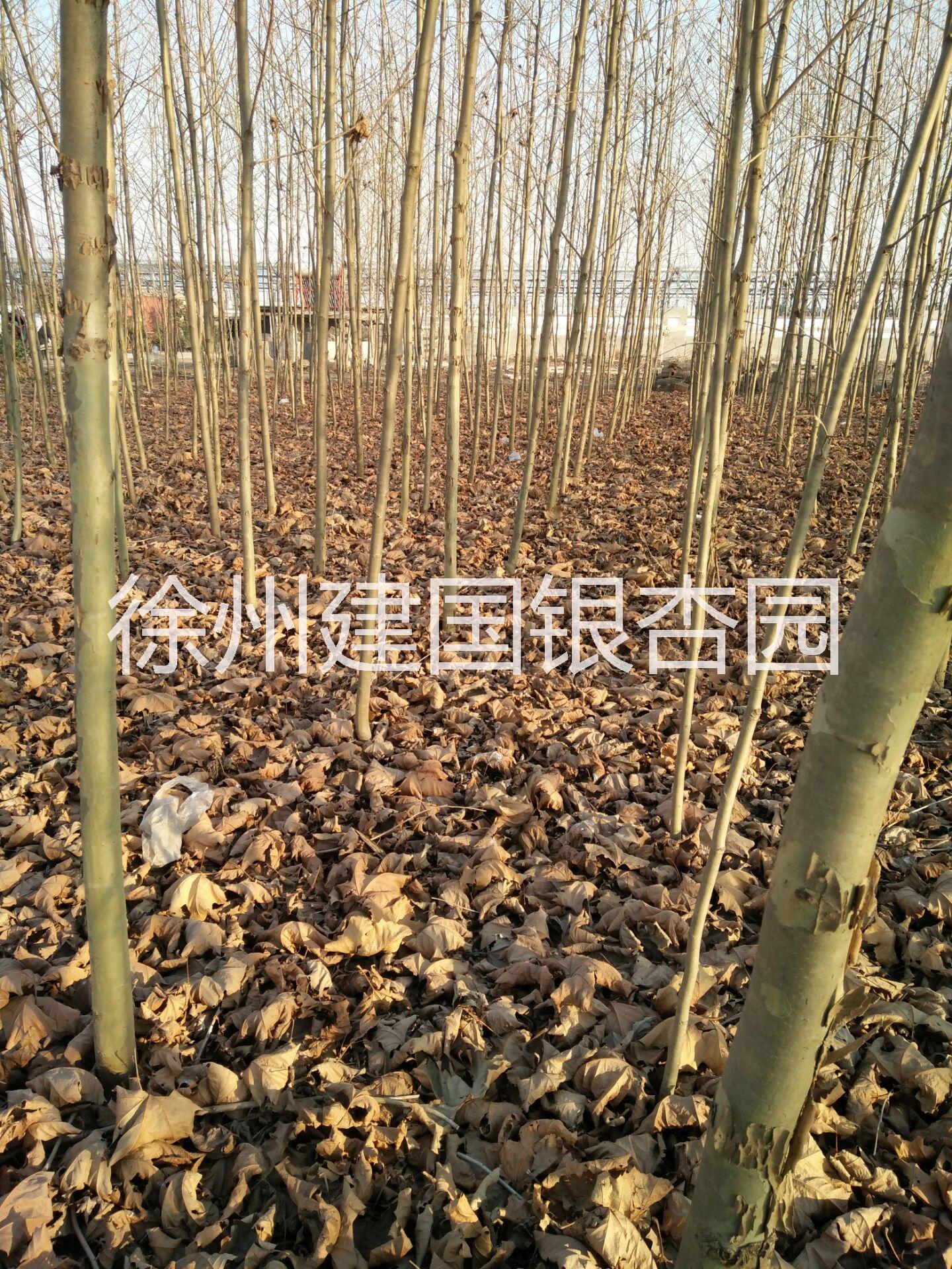大量出售5公分法桐