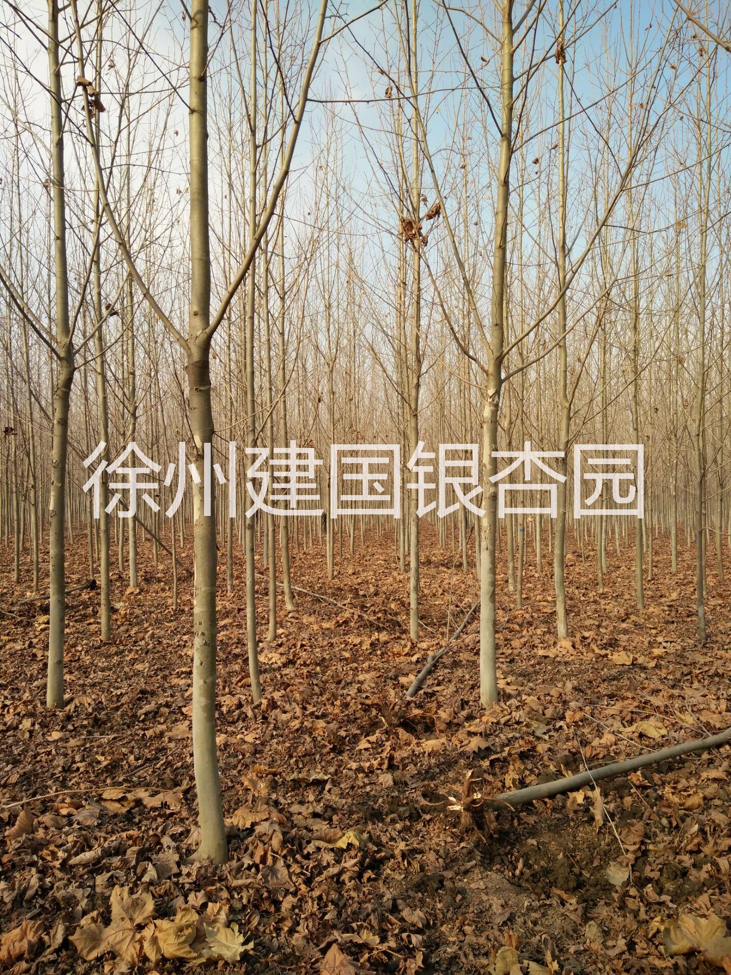 大量供應(yīng)8到15公分法桐