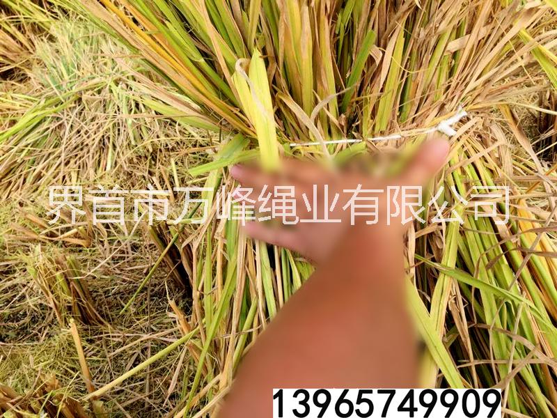 全新料塑料繩子打包繩撕裂帶大盤繩水稻割捆繩 打捆機捆草繩