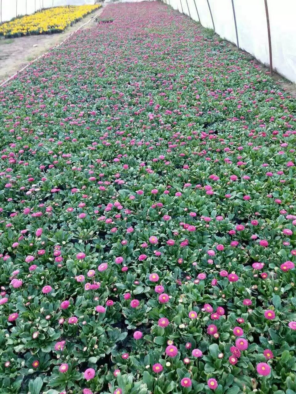 出售草花雛菊，草花出售，歡迎砸單