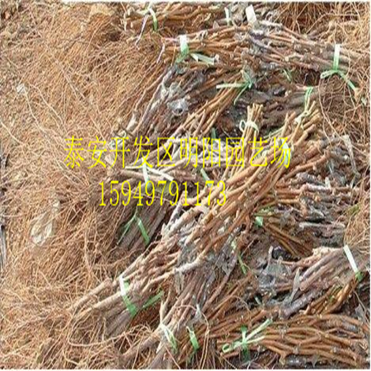 葡萄苗美人指葡萄苗 巨峰葡萄苗基地* 嫁接葡萄樹(shù)藤稔葡萄苗