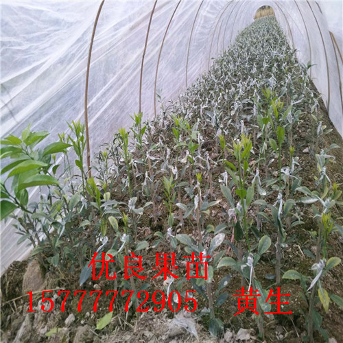 廣西香橙頭沃柑苗·專業(yè)種植香橙頭沃柑苗·香橙頭沃柑苗批發(fā)