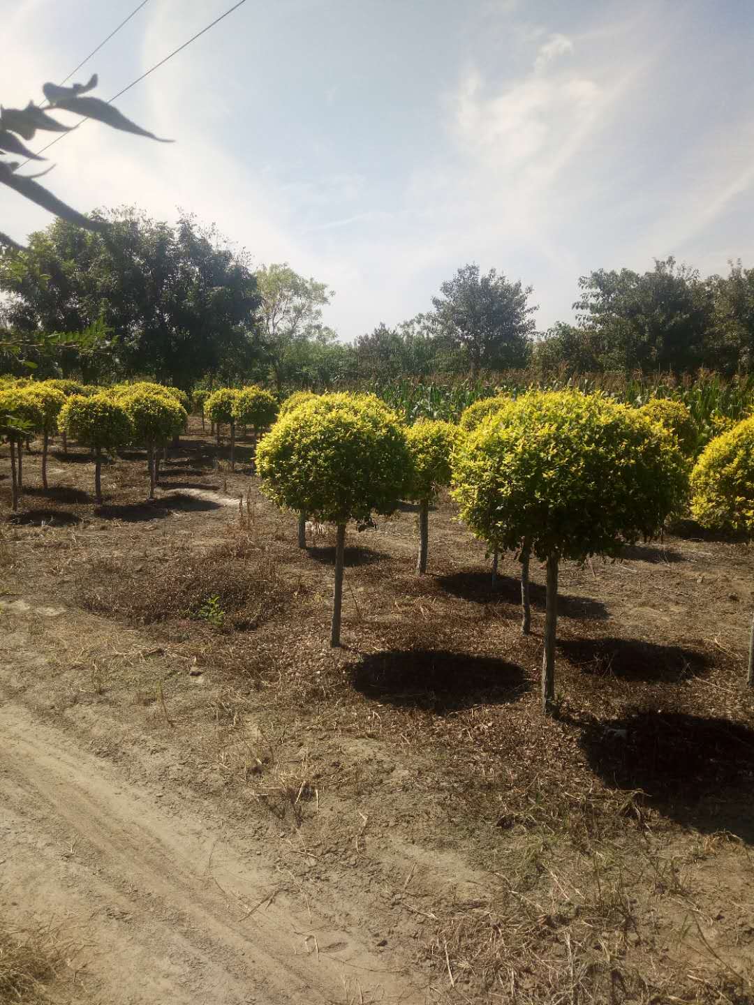 河北金葉榆刨樹種植基地報價批發(fā)