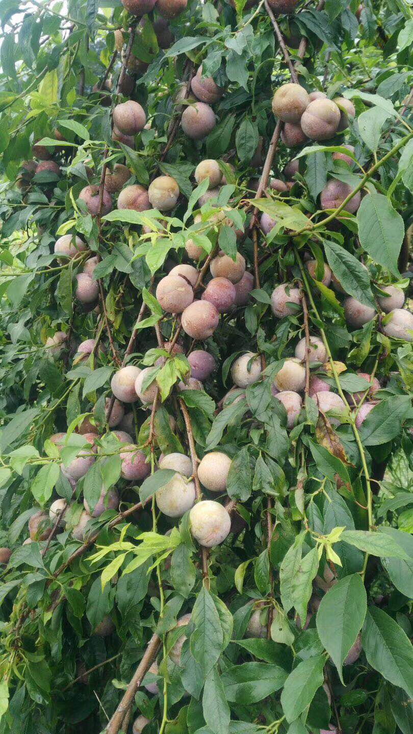 廣西三華李苗 三華李苗基地 三華李果苗報(bào)價(jià) 桂林哪里有三華李苗 三華李苗哪家好 哪里有三華李種植