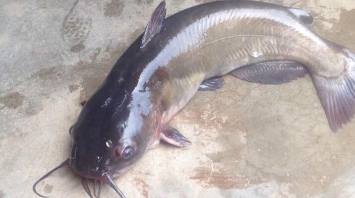 江門斑點(diǎn)叉尾魚(yú)苗·斑點(diǎn)叉尾魚(yú)苗養(yǎng)殖基地·斑點(diǎn)叉尾魚(yú)苗批發(fā)價(jià)格