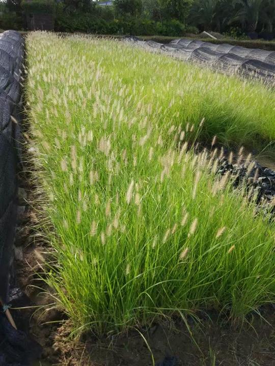 狗尾草 中山狗尾草種植基地 中山狗尾草供貨商 中山狗尾草批發(fā) 中山狗尾草價格
