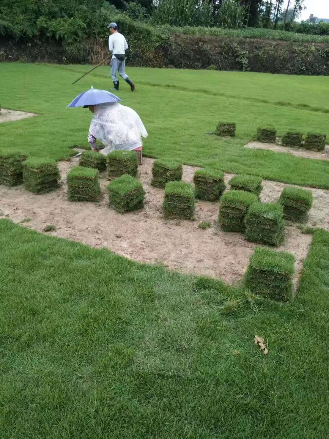 供應(yīng)馬尼拉草皮銷售 銷售馬尼拉草皮，馬尼拉批發(fā)電話，馬尼拉哪家好？