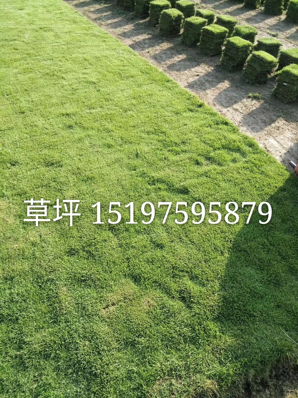 供應(yīng)草皮-馬尼拉草皮-*