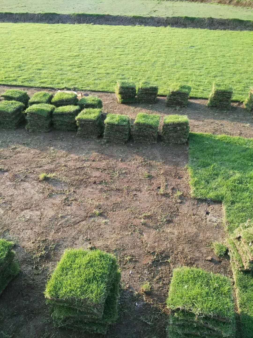 供應(yīng)馬尼拉草皮銷售 銷售馬尼拉草皮，馬尼拉批發(fā)電話，馬尼拉哪家好？