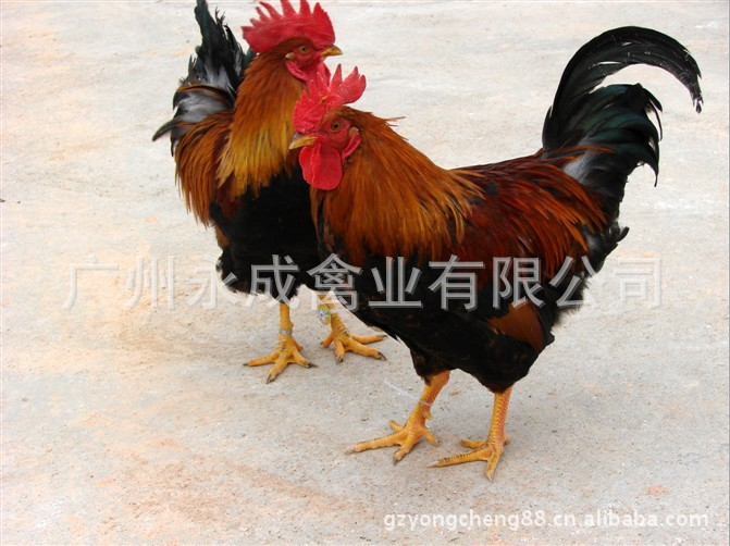 廣州*快大型麻雞苗 廣州*快大型麻雞苗批發(fā) 廣州*快大型麻雞苗價(jià)格 廣州*快大型麻雞苗養(yǎng)殖