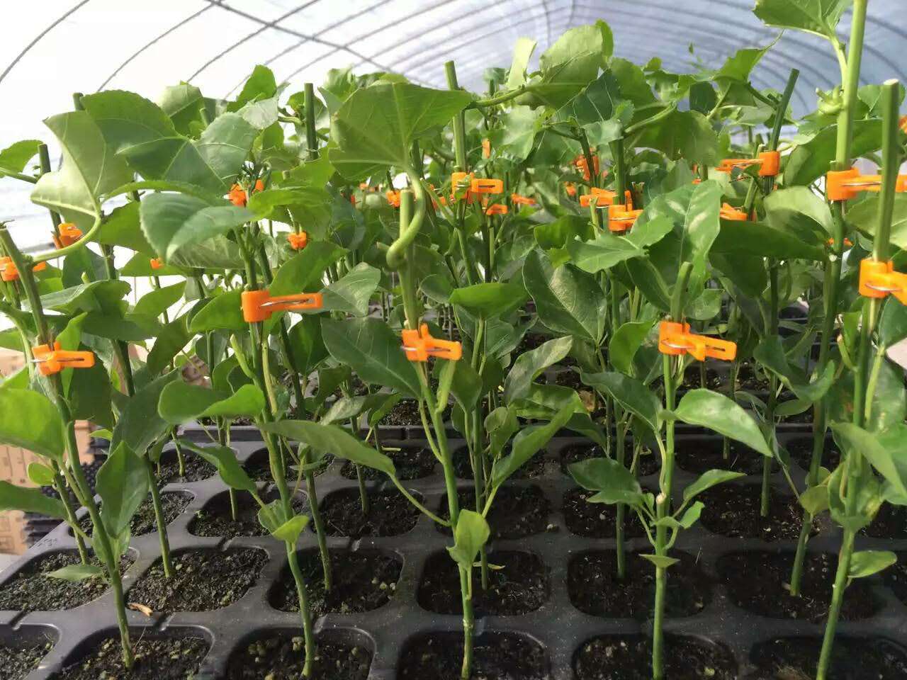 廣東批發(fā)百香果苗·百香果苗出售·百香果苗基地