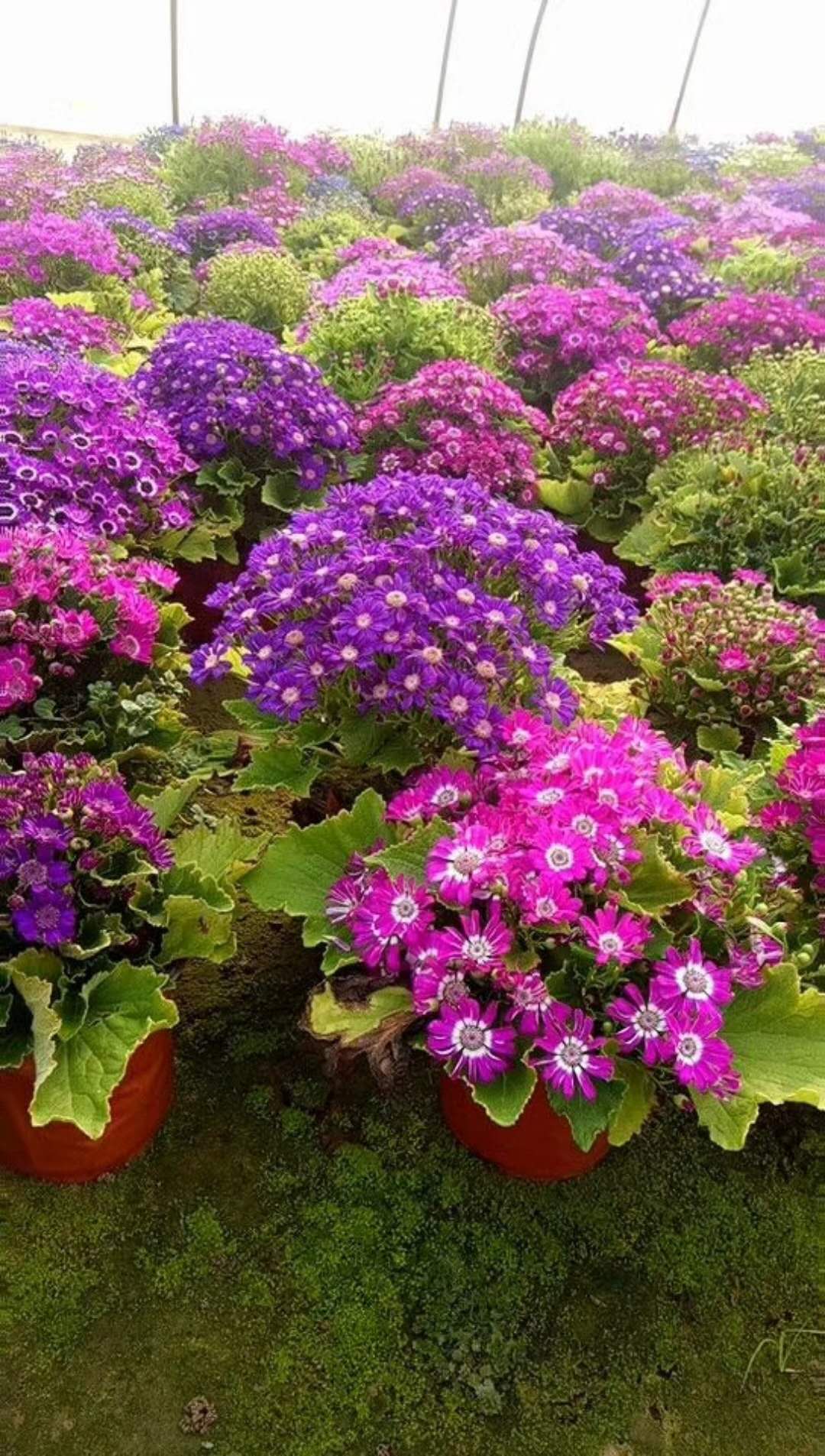 出售瓜葉菊，三色堇，矮牽牛，一串紅，