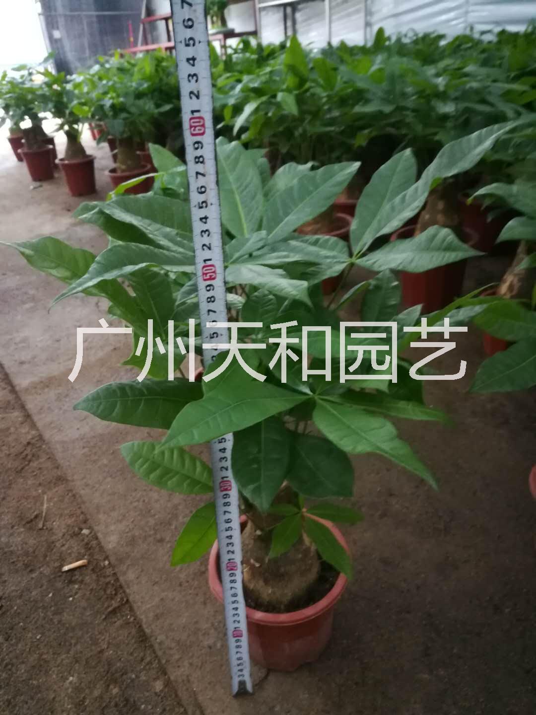 發(fā)財樹盆栽 室內綠植盆栽 直桿發(fā)財樹 廣州發(fā)財樹基地批發(fā)