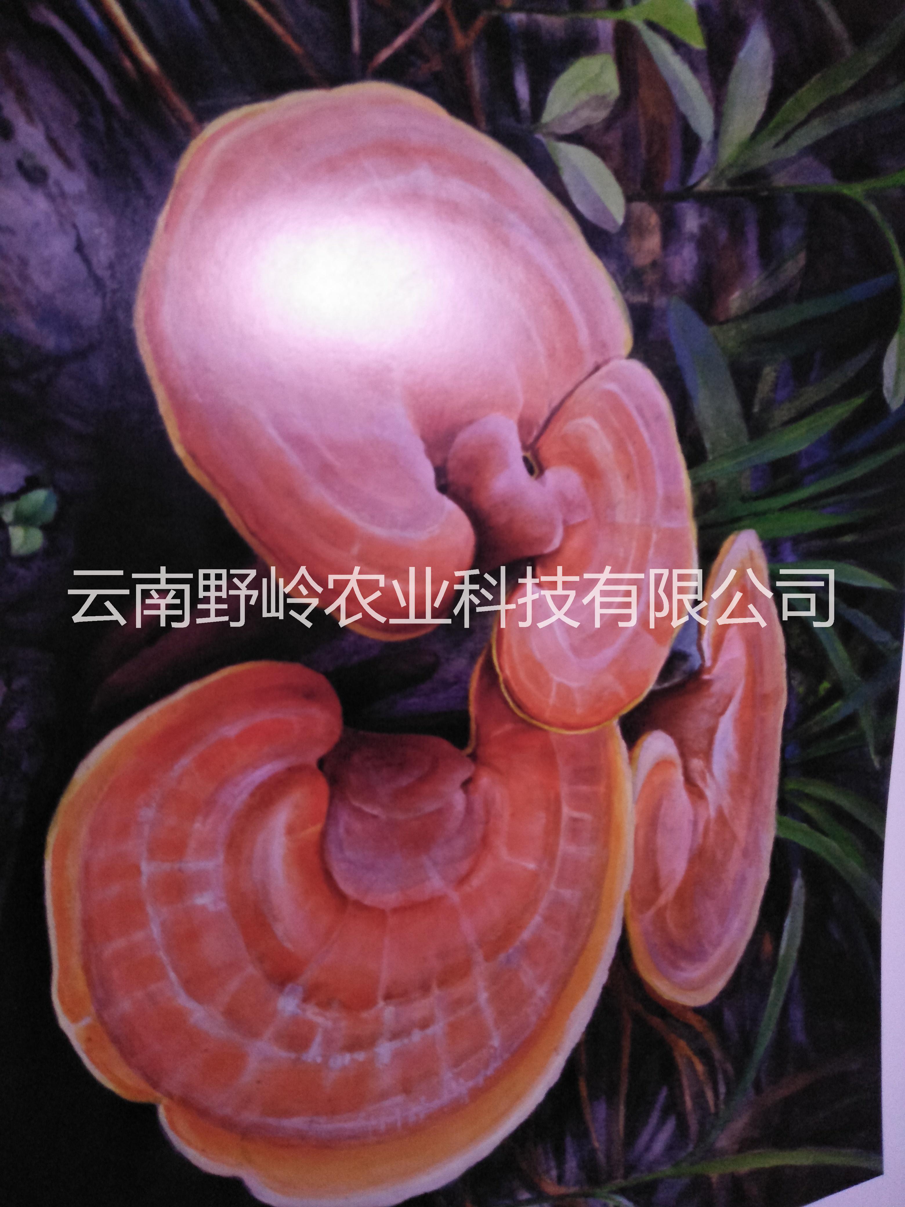 云南特色產(chǎn)品靈芝
