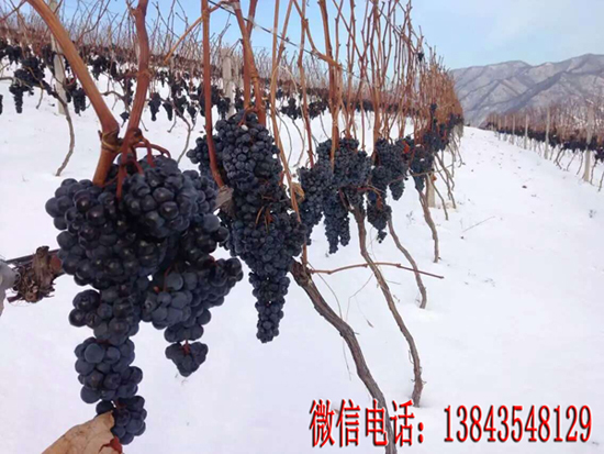 集安冰葡萄苗 北冰紅葡萄苗