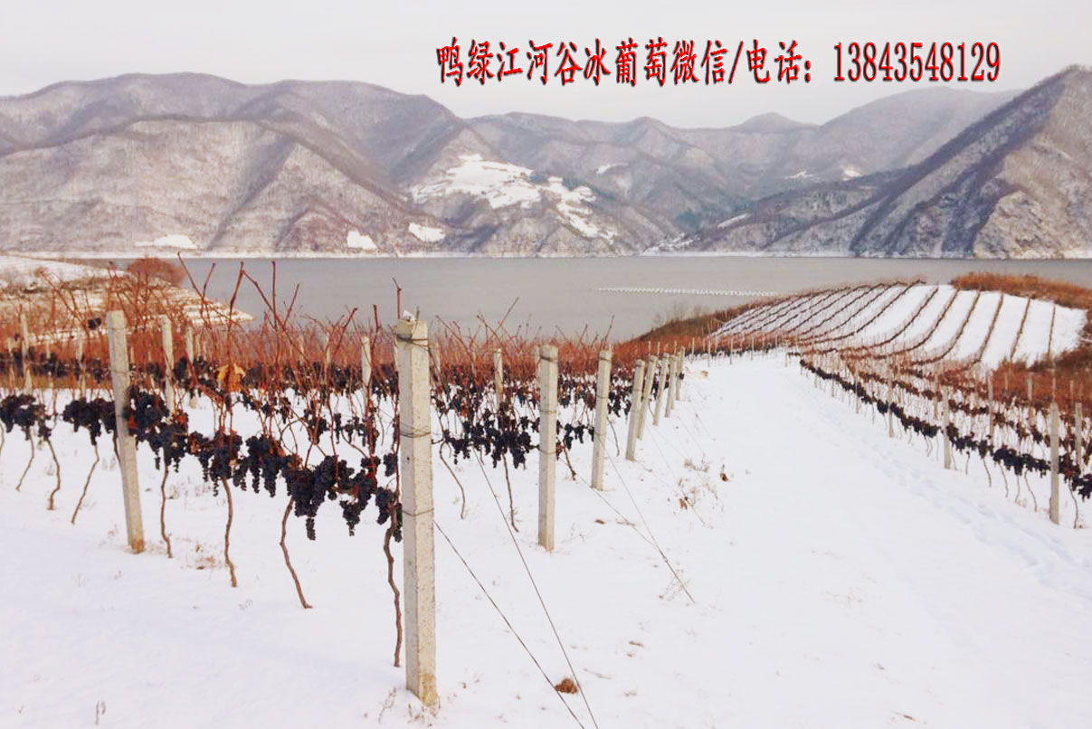 集安冰葡萄苗 北冰紅葡萄苗