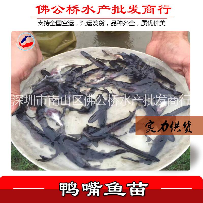 優(yōu)質(zhì) 鴨嘴魚苗 供應 淡水鴨嘴 魚苗 鴨嘴魚