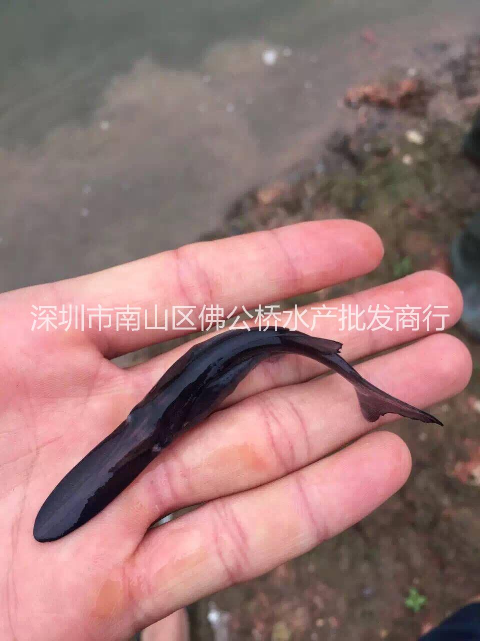 優(yōu)質(zhì) 鴨嘴魚苗 供應 淡水鴨嘴 魚苗 鴨嘴魚