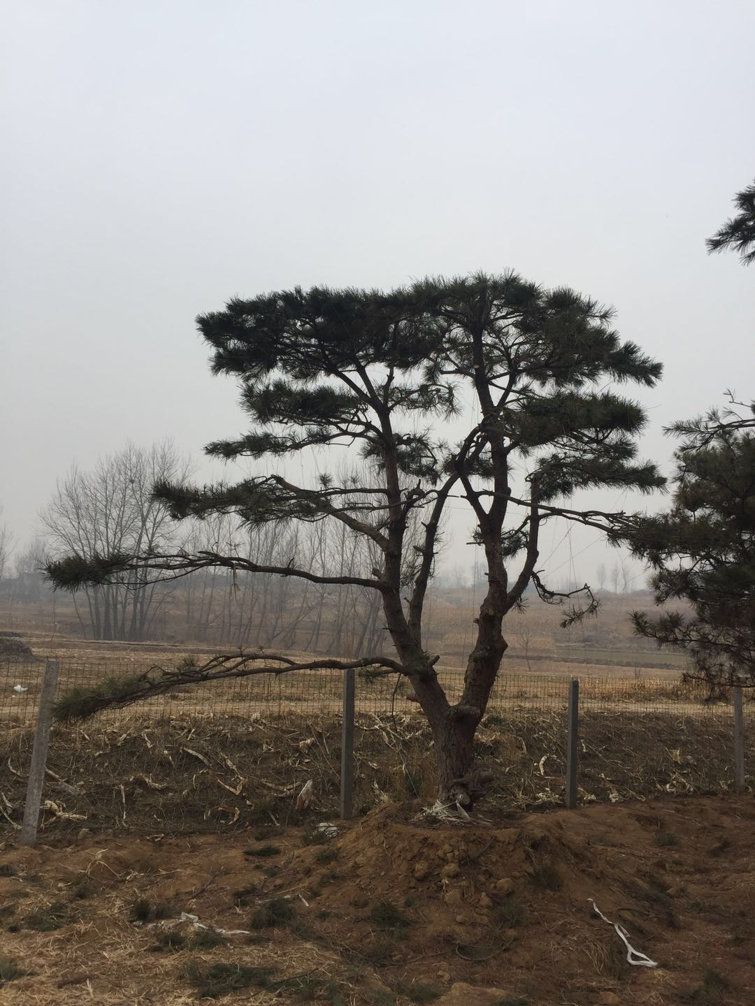 批發(fā)供應(yīng)日照景觀喬木羅漢松 景觀喬木報(bào)價(jià) 景觀喬木供應(yīng)商 景觀喬木批發(fā)