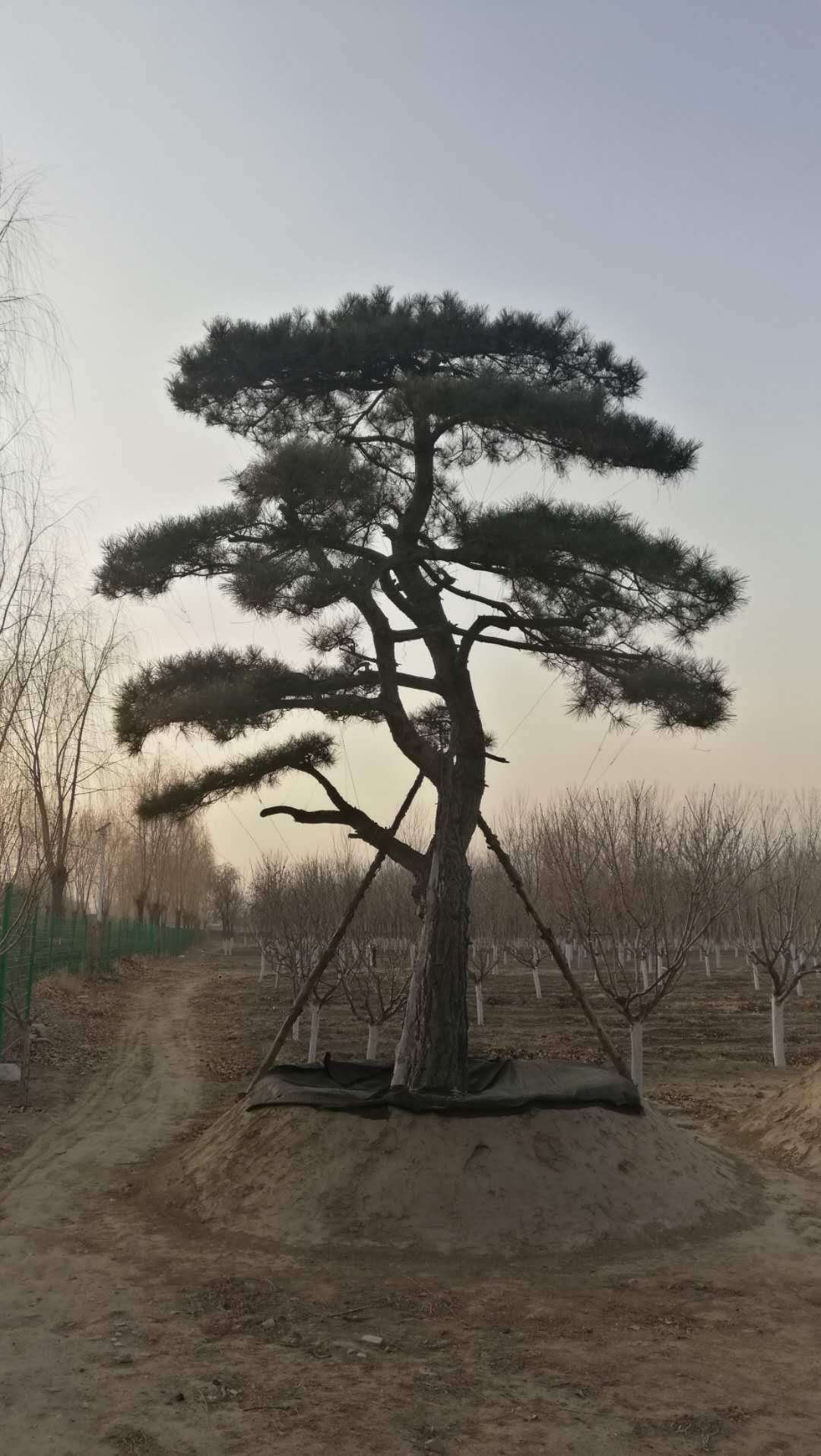 山東景觀松 景觀松種植基地 景觀松批發(fā)價(jià)格  哪種景觀松比較好