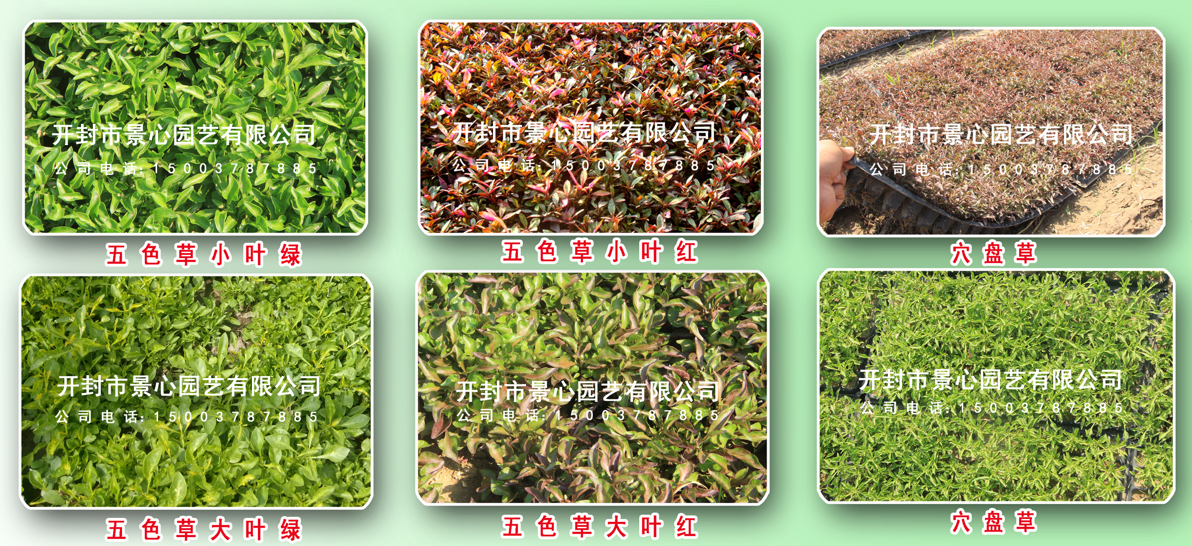 立體花壇設計制作 五色草造型 植物綠雕 五色草種植基地 批發(fā)優(yōu)惠