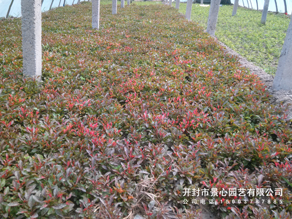 開(kāi)封五色草公司 五色草種植基地 五色草批發(fā) 五色草立體花壇