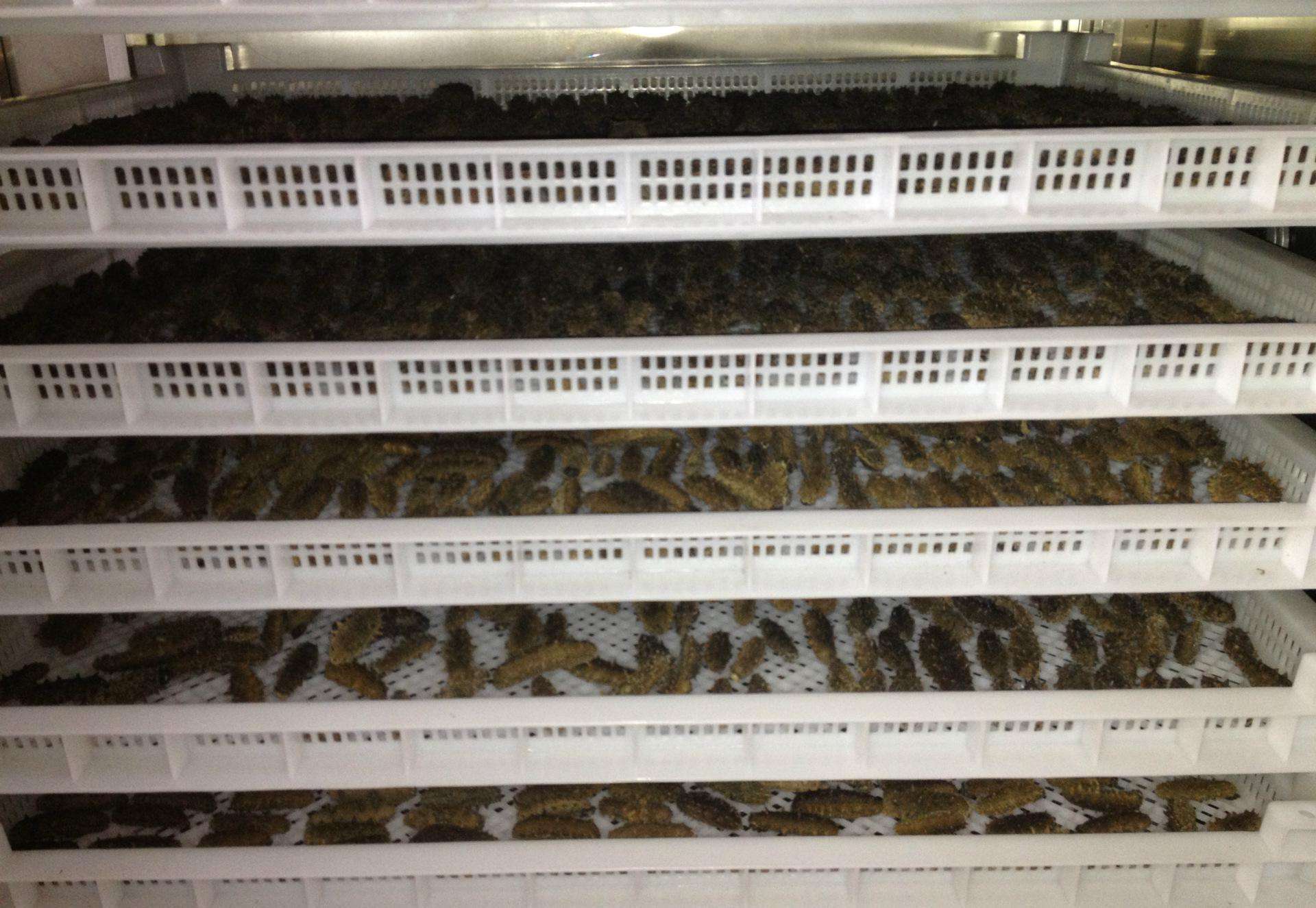 供應(yīng)海參烘干機(jī)廠家直銷_海參烘干機(jī)批發(fā)_海參烘干機(jī)價(jià)格 中藥材熱泵海參干機(jī)批發(fā) 海參烘干機(jī) 廣東海參烘干機(jī)