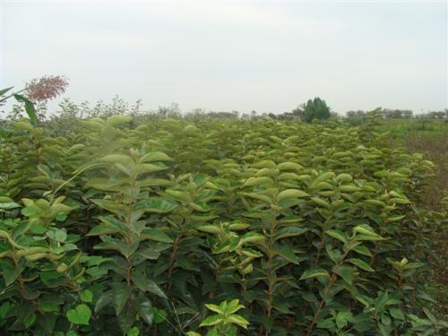 陽豐甜柿苗 廣西陽豐甜柿苗 桂林陽豐甜柿苗 陽豐甜柿苗報價批發(fā)