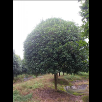 廣西桂花樹苗批發(fā)，30公分桂花樹苗多少錢，桂花樹怎么種養(yǎng)？