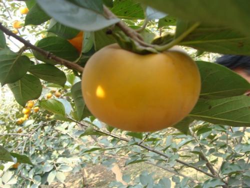 陽豐甜柿苗 廣西陽豐甜柿苗 桂林陽豐甜柿苗 陽豐甜柿苗報價批發(fā)