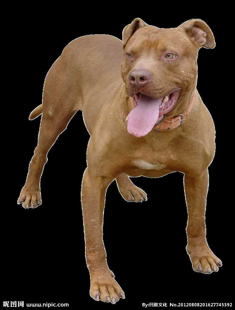 供應(yīng)比特犬零售，批發(fā)，