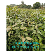 火焰木廠家 廣西火焰木廠家 廣西火焰木報(bào)價(jià) 火焰木苗 廣西本地火焰木 火焰木哪家好