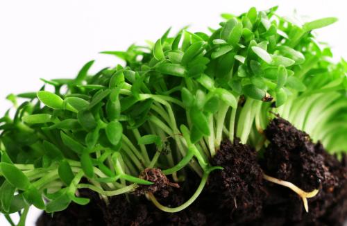 火龍果苗 廣東火龍果苗 廣東火龍果苗廠家 博羅縣火龍果苗批發(fā) 惠州火龍果苗價(jià)格