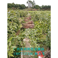 芒果苗批發(fā) 芒果苗 芒果苗基地 廣西芒果苗