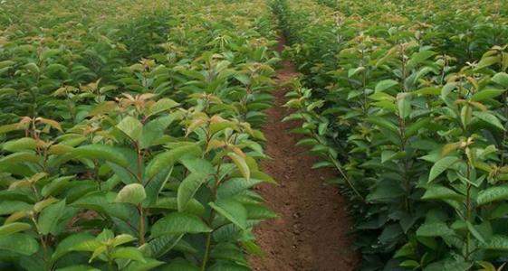 櫻桃苗 廣東櫻桃苗 廣東櫻桃苗廠家 博羅縣櫻桃苗批發(fā) 惠州櫻桃苗價格