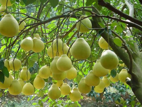 柚子苗 廣東柚子苗 廣東柚子苗廠家 博羅縣柚子苗批發(fā) 惠州柚子苗價格