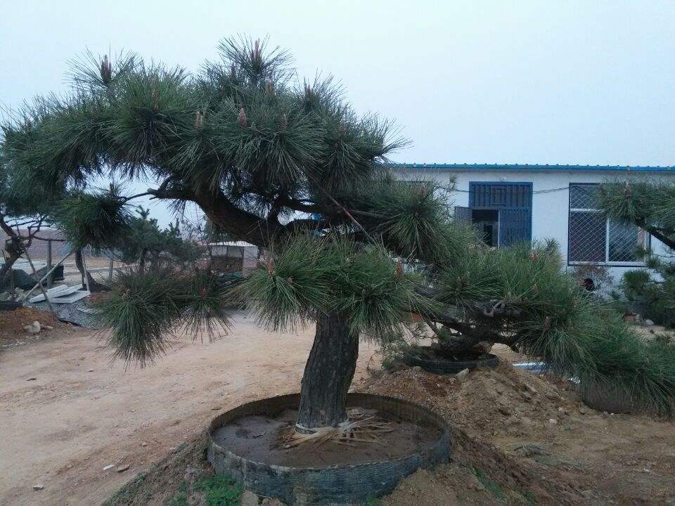 羅漢松 羅漢松報(bào)價(jià) 羅漢松價(jià)格哪家好 廠家羅漢松供應(yīng)