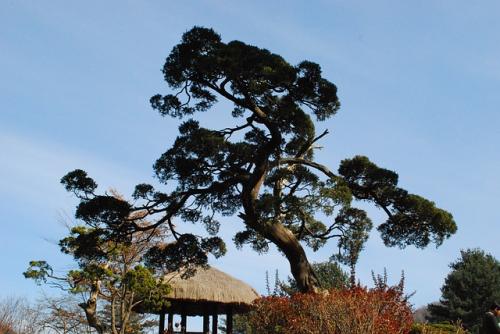 大樹造型羅漢松盆景 羅漢松盆景報(bào)價(jià) 羅漢松盆景哪家好 羅漢松盆景日照批發(fā)