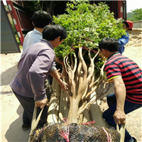 嘉寶果苗 嘉寶果苗價格 廣西嘉寶果苗 廣東嘉寶果苗批發(fā) 云南嘉寶果苗基地