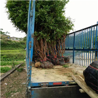 嘉寶果苗 嘉寶果苗批發(fā) 四川嘉寶果苗  18576206169 黃先生 四川嘉寶果苗批發(fā) 貴州嘉寶果苗基地 廣西嘉寶果苗