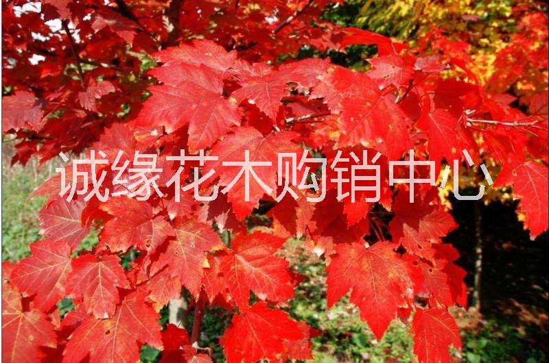 供應(yīng)美國紅楓 美國紅楓夕陽紅_美國紅楓1-10公分價目表