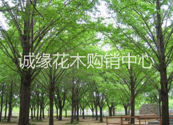 銀杏樹 買銀杏樹到誠(chéng)緣花木購(gòu)銷中心_銀杏樹樹形優(yōu)價(jià)格低
